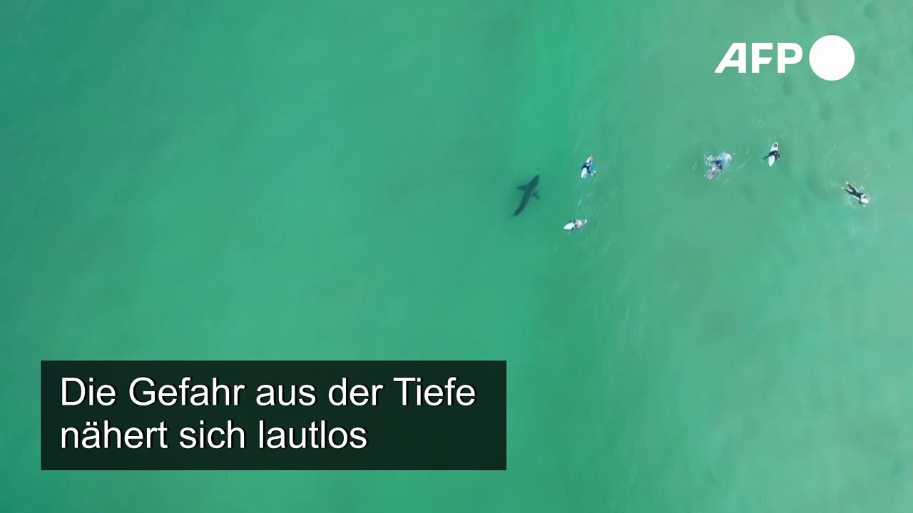 Weißer Hai mischt sich unter Surfer in Südafrika