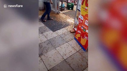 Thousands of flying termites invade supermarket in Thailand