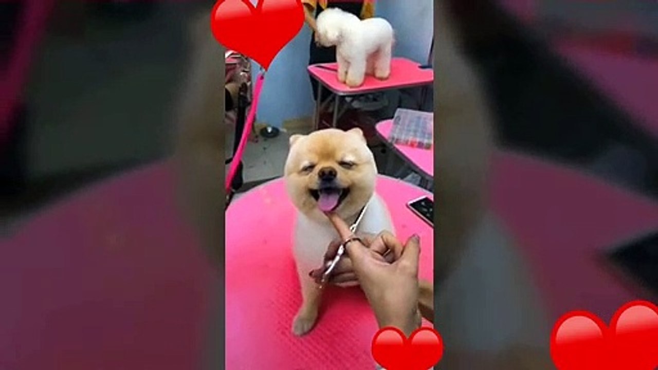 Dog Pranked  Try Not To Laugh Challenge - Funny Cat & Dog Vines compilation 2017