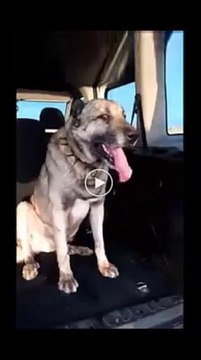 YORGUN SAVASCI SiVAS KANGAL KOPEGi - TiRED WARRiOR SiVAS KANGAL DOG