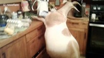 Two farm goats destroy a kitchen but it's the owner's commentary that really makes us laugh
