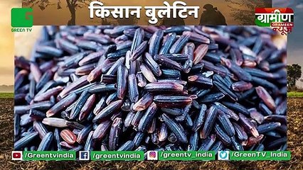 Bharat के किसान की धूम विदेश में : Black Rice from U.P’s चंदौली to be exported to Australia : Kisan Bulletin : Grameen News