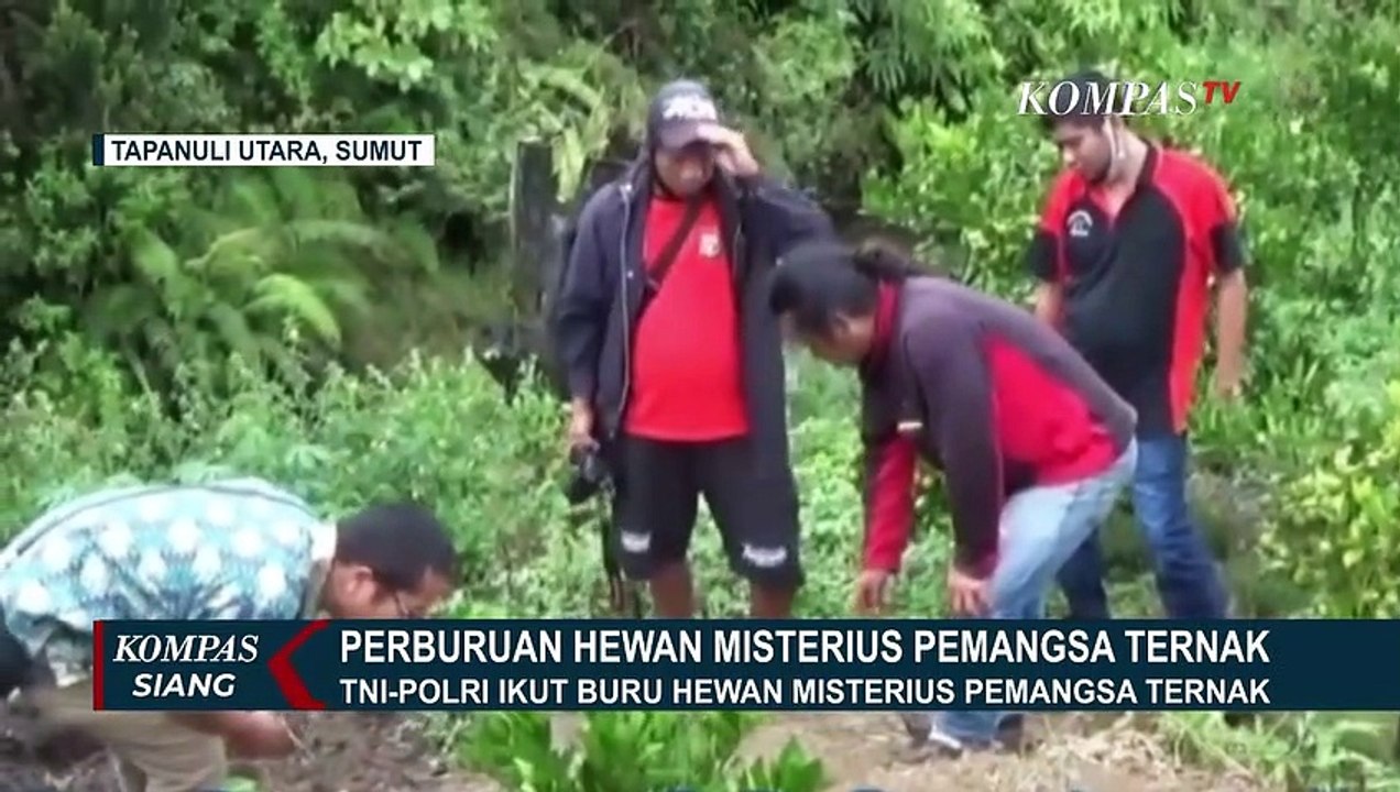 Perburuan Makhluk Misterius Pemangsa Ternak di Tapanuli Utara