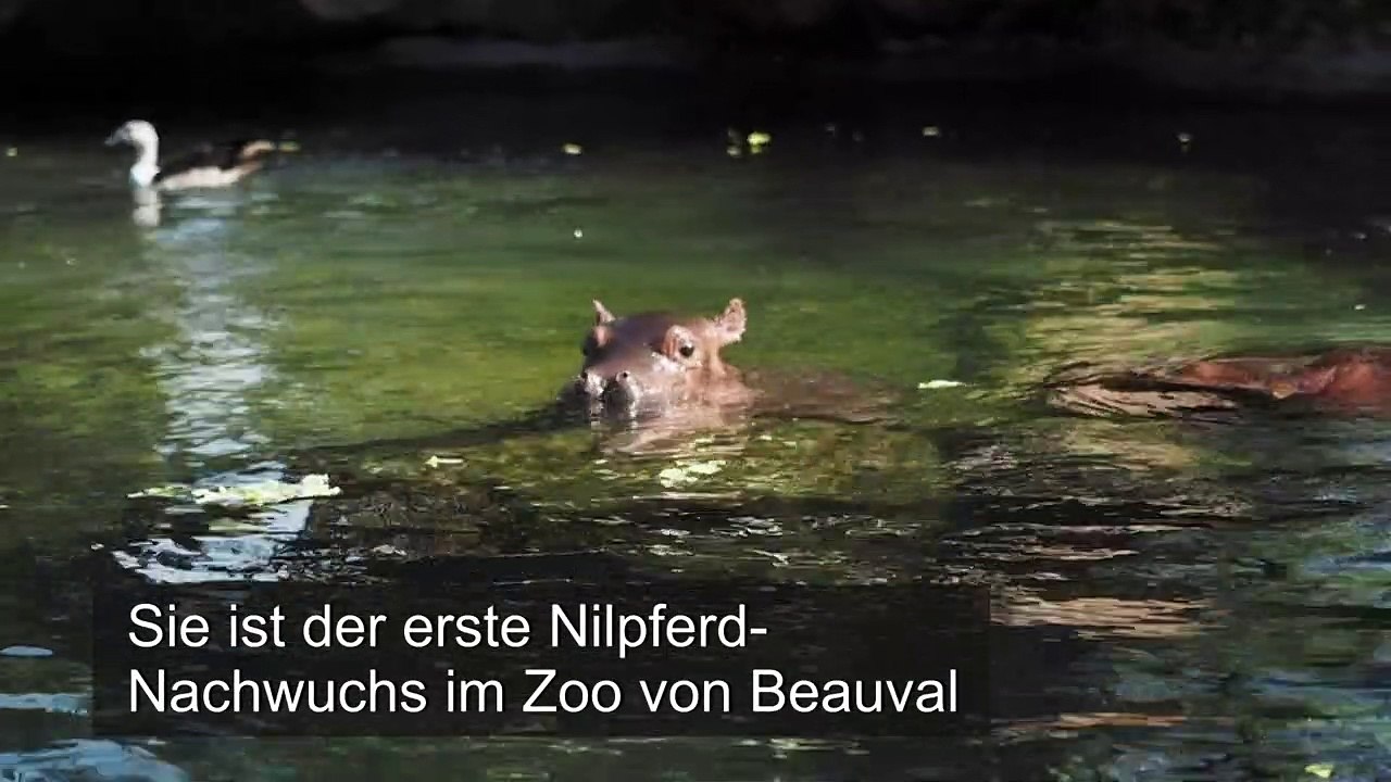 Baby-Nilpferd Gloria verzückt Zoobesucher