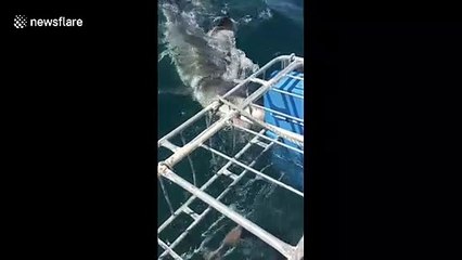 These diver reactions to swimming with sharks will make you wonder why they ever got in the water