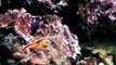 Rare sea creatures in ocean||poissons de mer rares dans l'océan||2020 new video