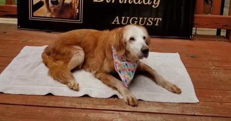 Une chienne célèbre son 20ème anniversaire et devient le golden retriever le plus âgé du monde