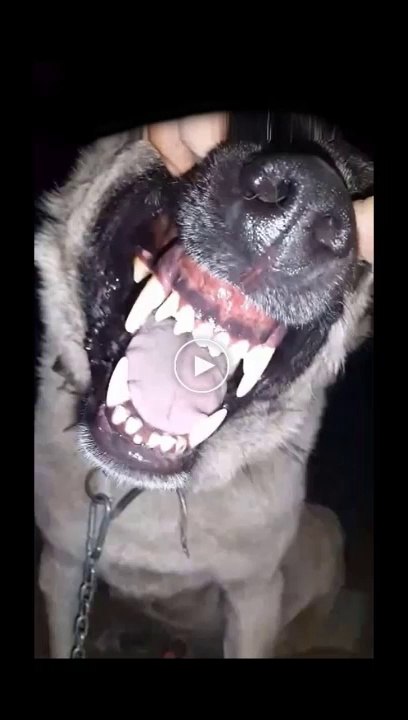 SiVAS KANGALL KOPEGi DiSLERi - ANATOLiAN SHEPHERD KANGAL DOG TEETH