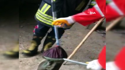 - Isparta’da tavuk ve civcivi telef eden yılan operasyonla yakalandı