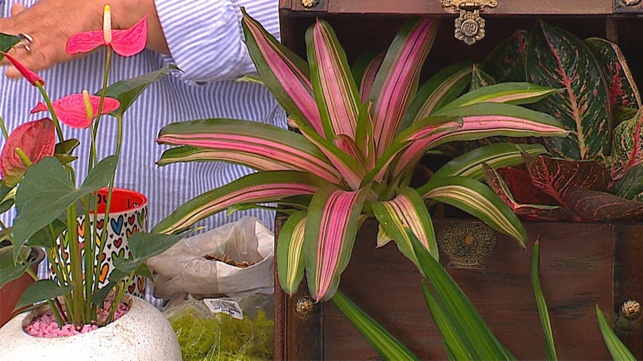 bd-arreglos-plantas-para-interiores-240620