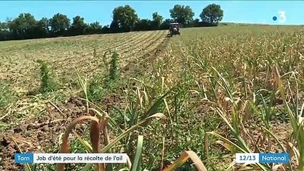 Tarn : une multitude de jeunes saisonniers récoltent l'ail rose