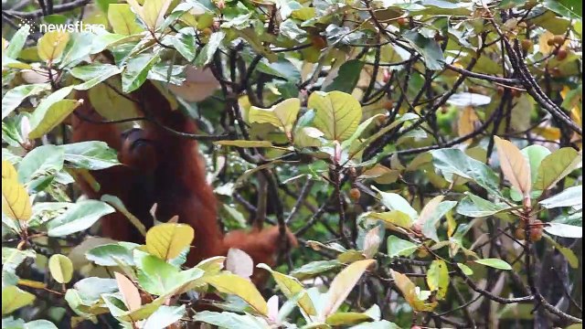 Sumatran orangutan has difficulty finding food in native Indonesian habitat