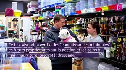 Un test bientôt obligatoire pour les propriétaires de chiens et chats ?
