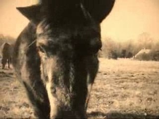 Wallace Groumie et leurs amis !