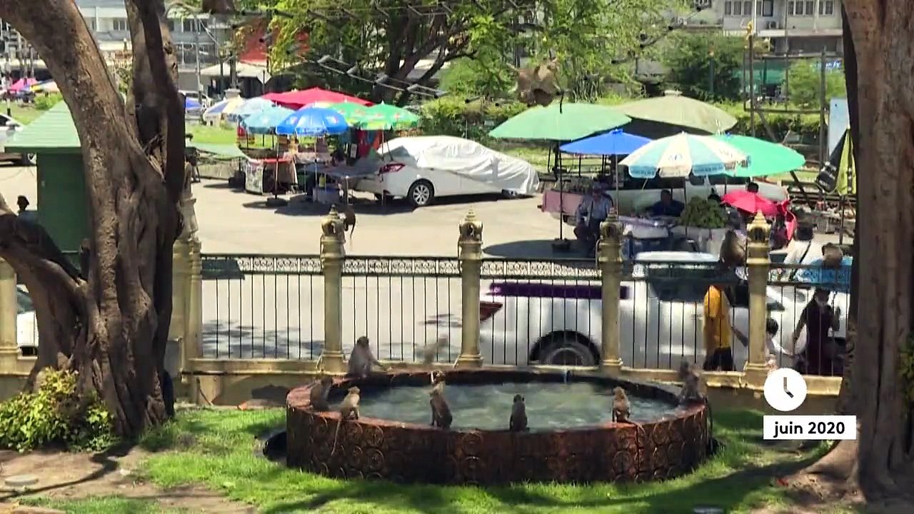 Thaïlande : une ville envahie par les singes