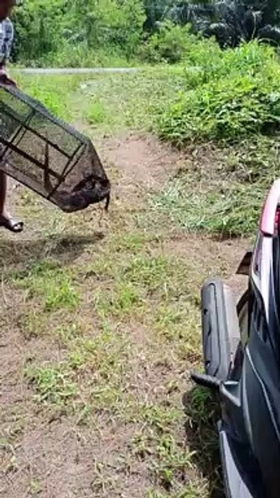 Rescued and Released Lizard Has a Close Call