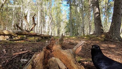 Red squirrel and crow caught battling for peanuts in close-up footage