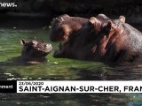 شاهد: أول ولادة لصغير حيوان فرس النهر في حديقة الحيوانات في فرنسا