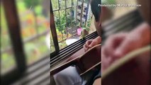 You Have to Check Out These Two Parrots Singing Along With a Musician Outside of a Window