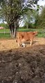Cette vache a adopté des bébés chèvres... Adorable