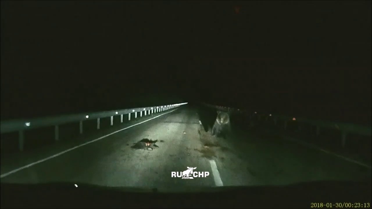 Quand bébé ours traverse, maman ours est là pour le protéger des voitures