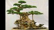 Top 20 Bonsai tree Diy Creative Idea