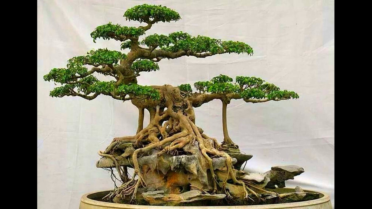 Top 20 Bonsai tree Diy Creative Idea video Dailymotion