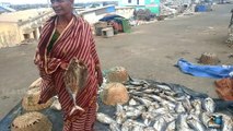 Tuna dry fish /Amazing Processed dried fishes / famous indian kasimedu beach