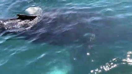 High Fived by Humpback Whale