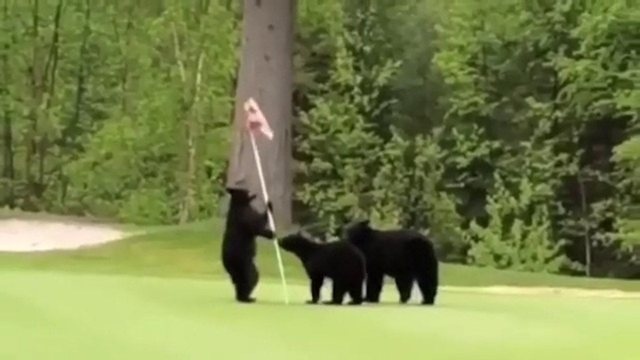 GOLF GODS COMPILATION PT.2 #golf #funny #compilation #awesome