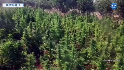 Diyarbakır’da İki Haftada 28 Milyon Kök Kenevir Ele Geçirildi