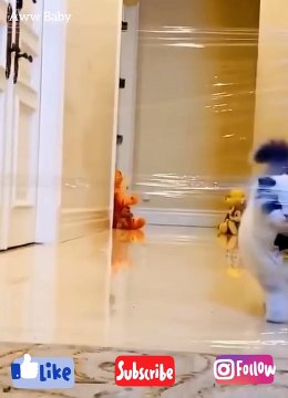 Baby Cats - Cute and Funny Cat Videos Compilation #4 | Aww Baby