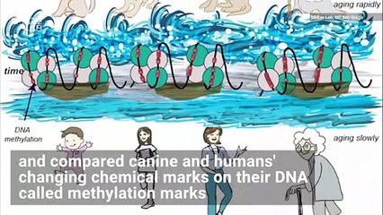 Scientists Create New Chart to Convert Dog Age to Human Years