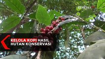 Kelola Kopi Hasil Hutan Konservasi