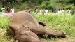 Elephant found shot dead in Coimbatore, bullet recovered from skull