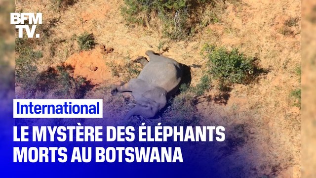 Le mystère autour de la mort d'au moins 275 éléphants au Botswana