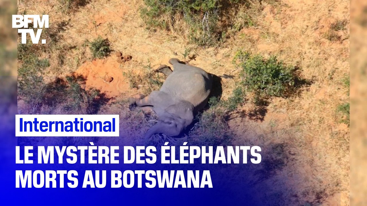 Le mystère autour de la mort d'au moins 275 éléphants au Botswana