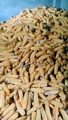 BLACKPINK's Comedy Show & Hit Songs 🎤