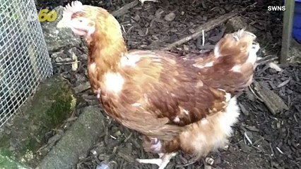 The Great Chicken Escape! How Did This Bird Manage to Travel 90 Miles?