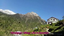 Village life in Himalayas| Solang Village, Manali | Himalayan Village Life Style in Summer