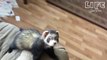Funny and Cute Ferret videos | must watch if you love ferrets
