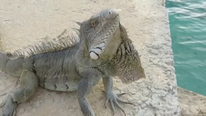 Funny And cute Iguana | Are iguana a good pet