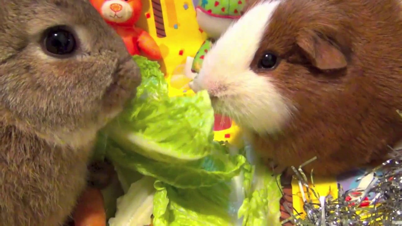 Cute and funny guinea pig | you will fall in love with guinea