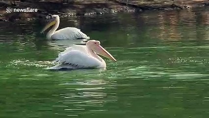 Unbelievably happy water birds dance in the water and bask under the sunlight