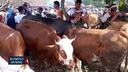 Jelang Idul Adha Harga Sapi Mulai Naik