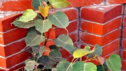 Peepal at home: घर में पीपल का पौधा उग आए तो क्या करें ! Boldsky