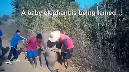 Video shows abusive taming of baby elephant for Thai tourism