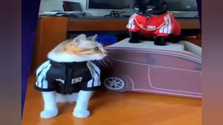 Funny Cats and Cute Kittens Playing Compilation for laugh !| CATS CLOTHES IDEAS