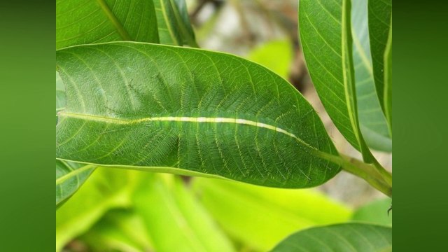 Défi du jour, trouver ces 6 animaux très bien cachés