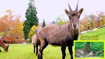 MOUNTAIN ANIMALS Names and Sounds for Kids to Learn _ Learning Mountain Animals